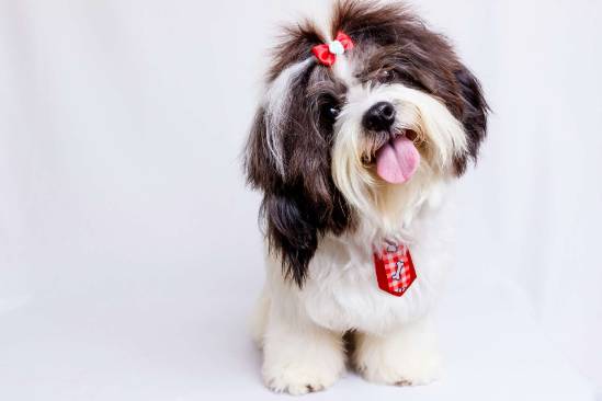 Professional Mobile dog grooming