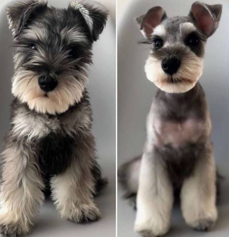 Mobile dog grooming Temecula CA