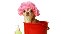 Mobile dog bath and blow dry