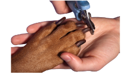 Mobile full service dog grooming