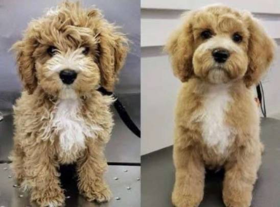 Mobile stress-free dog grooming