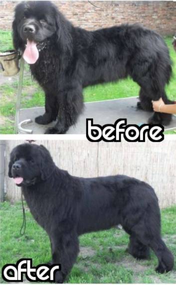 Mobile gentle grooming for sensitive dogs